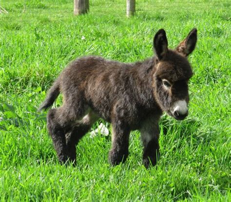 They're adorable, short, fluffy, and they seem so sweet. MINI DONKEY | Pet donkey, Mini donkey, Miniature donkey