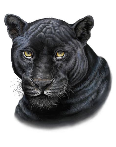 Black Panther Print Etsy Schwarzer Panther Zeichnung Panther Katze