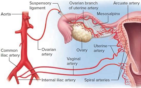 Ovarian Cancer Causes Symptoms Diagnosis Survival Rate And Treatment