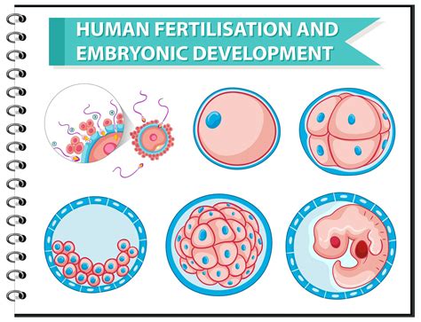 Human Fertilisation And Embryonic Development Educational Diagram