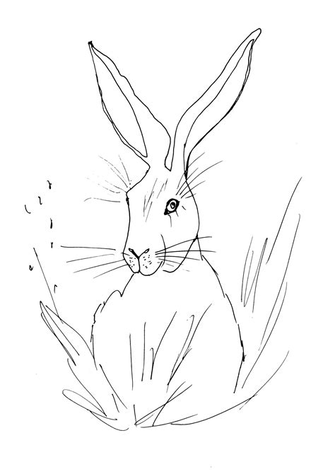 Easter Hare Sketch Diane Antone Studio