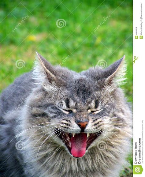 Funny Face Cat Royalty Free Stock Photos Image 4009518