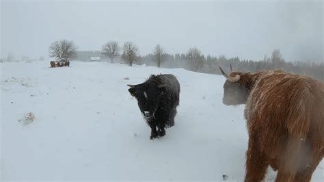 Scottish Highland Cattle In Finland Cows In The Last Snowstorm Of The