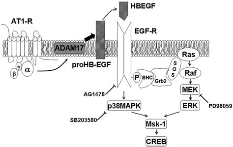 Role Of CAMP Response Element Binding Protein In Cardiovascular