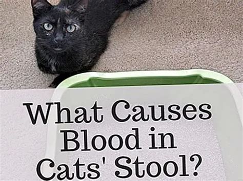 Was Verursacht Blut Im Stuhl Der Katzen Fakten 2024