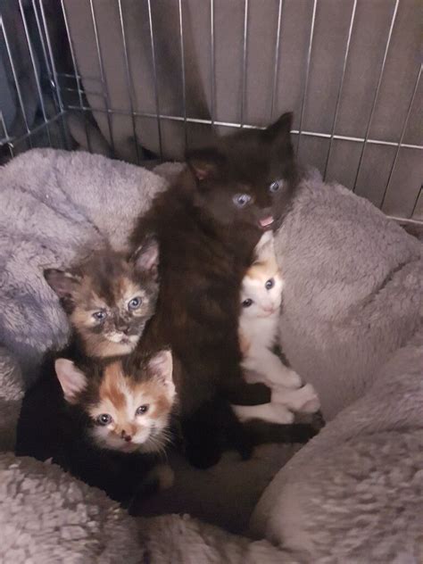 Adorable Kittens For Sale Ready 12th August In Ashtead Surrey Gumtree