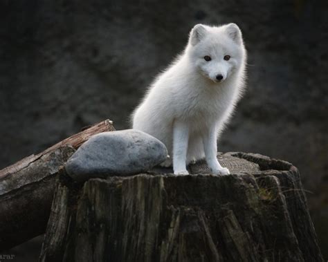 15 Stunning Pictures Of White Animals