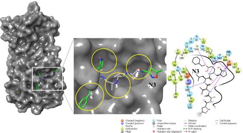 Positioning Of N3 In The Binding Site Sub Pockets And Molecular