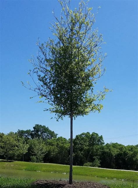 Cedar Elm Ulmus Crassifolia Lawns Tree Farm