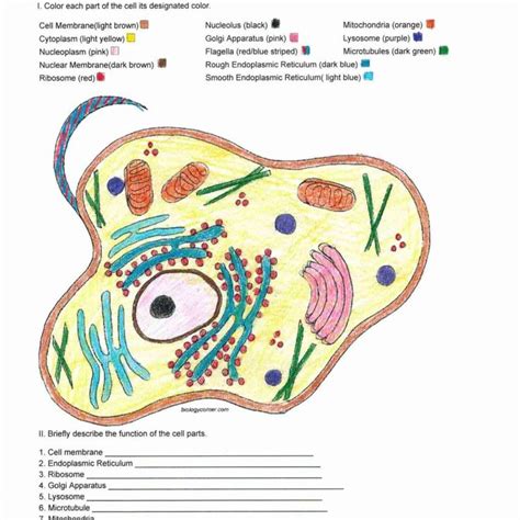 Animal cell coloring sheet lovely key coloring page elegant plant. Plant Cell Coloring Key 5 1024x1024 With Plant Cell ...