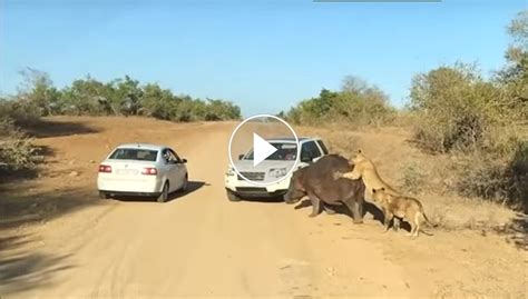 Video Desperate Hippo Bites Land Rover Lowvelder