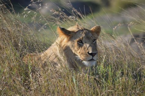 Lions Facing Extinction