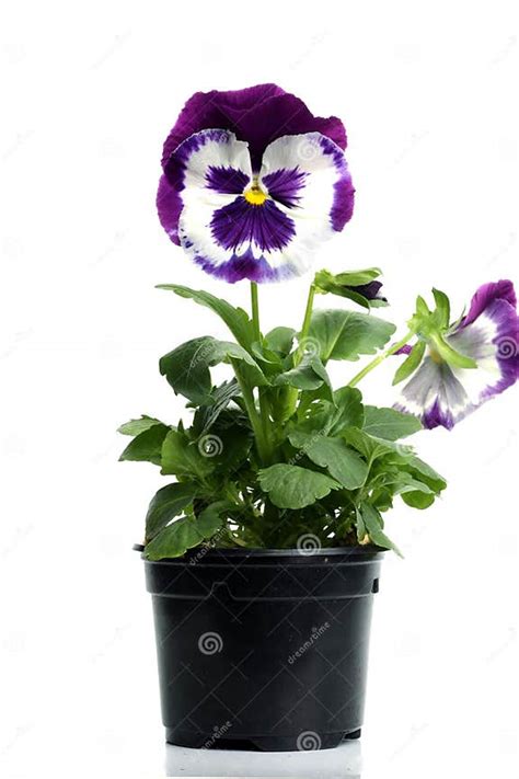 Plastic Pots With Blue Purple Pansy Stock Image Image Of Gardening