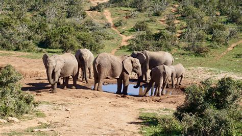 Our Self Drive Safari Adventure At Addo Elephant National Park Our