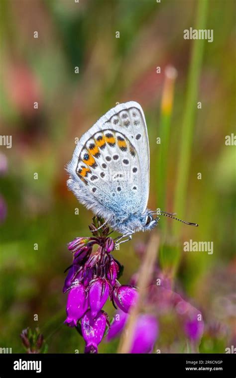 Silver Studded Blue Butterfly Plebejus Argus At The Butterfly