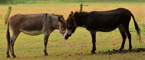 Donkey In Love Stock Photo Image Of Mammal Friends 49384016