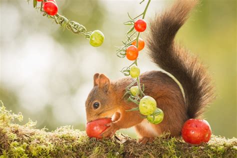 Squirrels Are Eating Tomatoes How To Protect Tomato Plants From