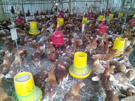 Harga Anakan Ayam Petelur - Ternakpedia