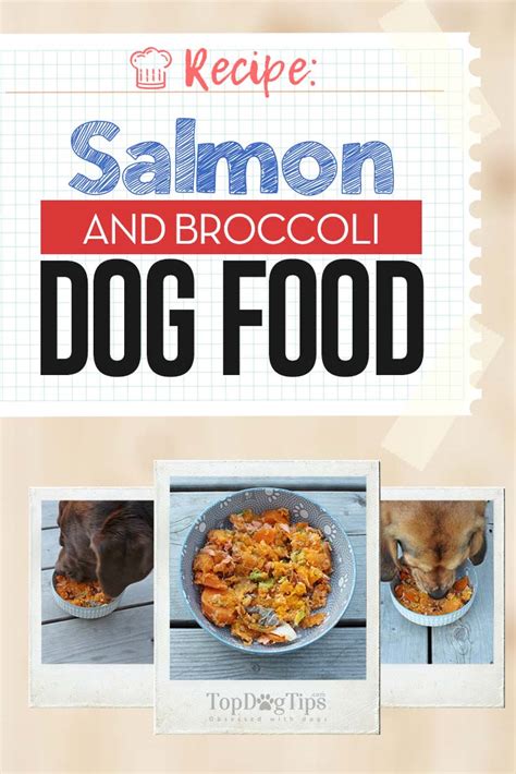 Homemade Salmon And Broccoli Dog Food Recipe Video