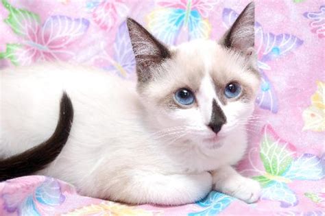 Vegas The Siamese Mix Kittens Web Page