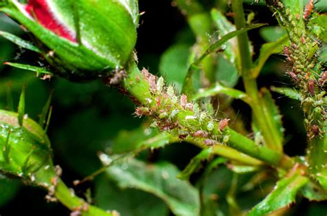 Aphids Damage Roses Stock Photo Download Image Now Istock