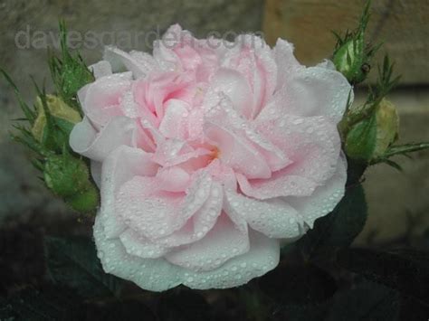 Lady salisbury exhibits great old rose charm, with some of the character of the alba roses. Antique Rose, Alba Rose, Old Garden Rose 'Great Maiden's ...