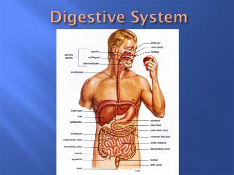 PPT Digestive System PowerPoint Presentation Free Download ID