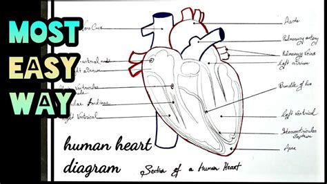 How To Draw Human Heart Diagram