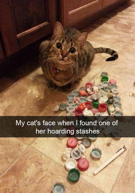 These Funny Cat Snapchats Will Definitely Boost Your Mood 53 Pics