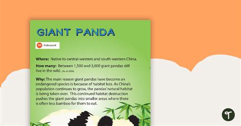 Giant Panda Endangered Animal Poster Teach Starter