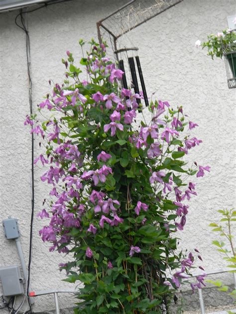 Maybe you would like to learn more about one of these? Clematis in My Garden - Manitoba Master Gardener Association