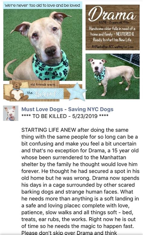 More information is on our. 🆘SENIOR ALERT🆘PRECIOUS INNOCENT DRAMA LISTED TO DIE 5/23/19 AT THE HIGH KILL CENTER NYC ACC 🆘🆘 ...