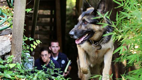 How Cadaver Dogs and Their Handlers Help Solve Crimes - A&E True Crime