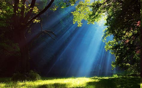 Landscape Nature Forest Grass Sun Rays Trees Mist