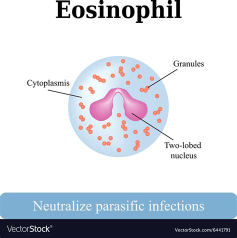 The Structure Of The Eosinophil Royalty Free Vector Image