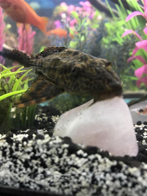 What Is This Slime Coat On My Pleco Pls Helpc Thank You Raquariums