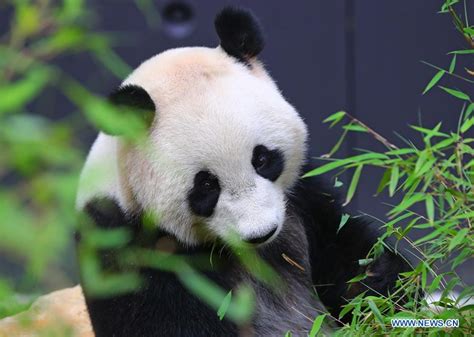 Feature Two Giant Pandas Make Enchanting Debut At Dutch Zoo Culture