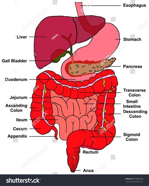 Liver Location In Body Diagram