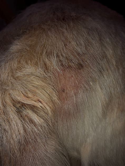 My Dog Has A Rash That Has Spread Rapidly In The Past Few Days It Is