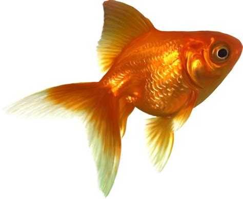 Goldfish Png Resolution1200x987 Transparent Png Image Imgspng