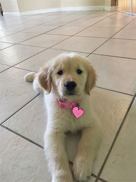 In this video, you get to see a litter of golden retriever puppies growing, playing, becoming mischievous and just generally looking adorable as. Golden Retriever Rescue Florida Puppy - petfinder