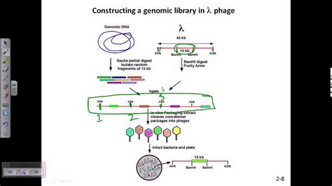 Construction Of Genomic Library Using Lamda Phage Youtube