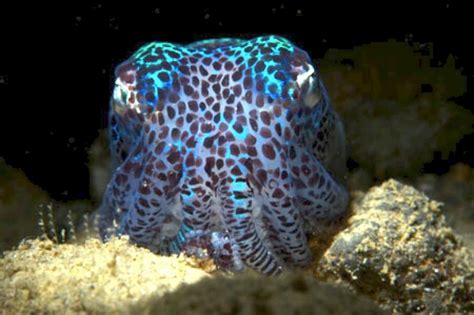 Hawaiian Bobtail Squid Ocean Treasures Memorial Library