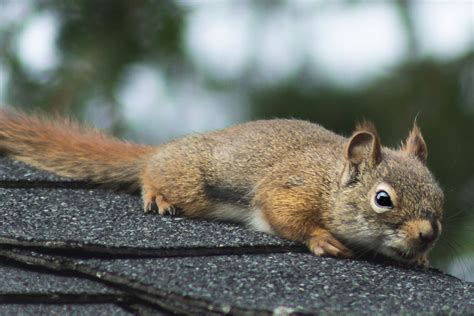 How To Get Squirrels Out Of The Attic