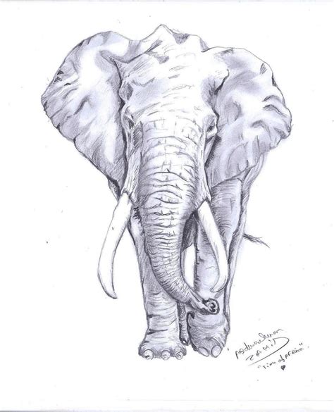 How To Draw An Elephant Yedraw Elephant Drawing Eleph Vrogue Co