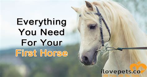 Everything You Need Before You Get Your First Horse Horses Horse
