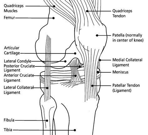 Recognition Of Knee Injury Knee Injury And Prevention