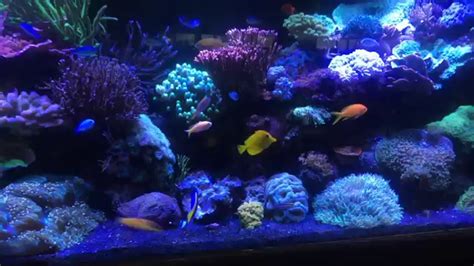 Epic Reef Tank 300 Gallons Quick View Youtube