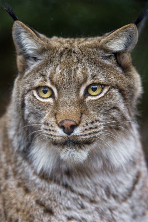 A Nice Lynx Portrait Wild Cats Cat Lover Quote Feline