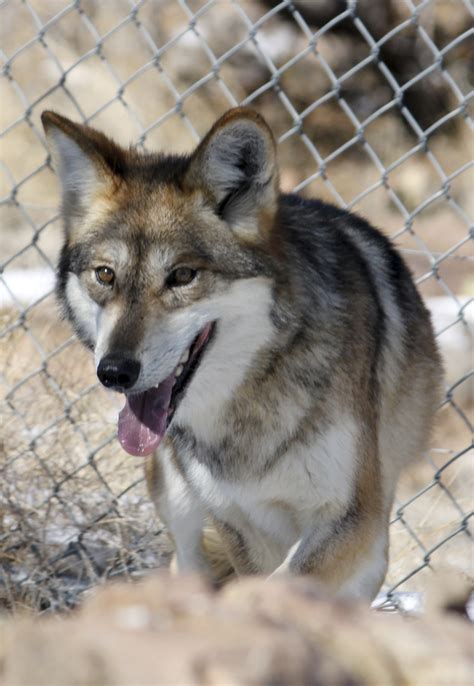 Record Number Of Mexican Gray Wolves Found Dead In 2018 Ap News